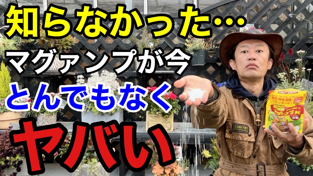 【お知らせ。。。】マグァンプkを使った事がある方へ　　　　　【カーメン君】【ハイポネックレス】【ガーデニング】【初心者】