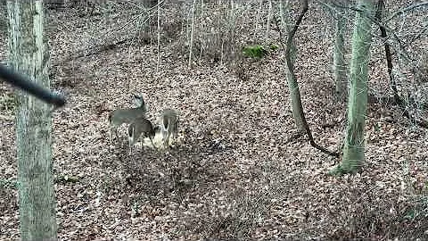 Watching a Doe and 2 Yearlings