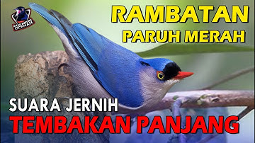 Rambatan Paruh Merah Speed Rapat Tembakan panjang dan Jernih | Masteran Burung Rambatan