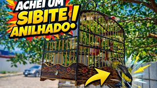 🔥 ACHEI UM SIBITE ANILHADO QUE BRIGA MUITO SOLTO ! 😳 ( sibites e cia campeada)