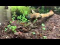 Мой живой формикарий с муравьями Салтаторами (My live formicarium with ants)