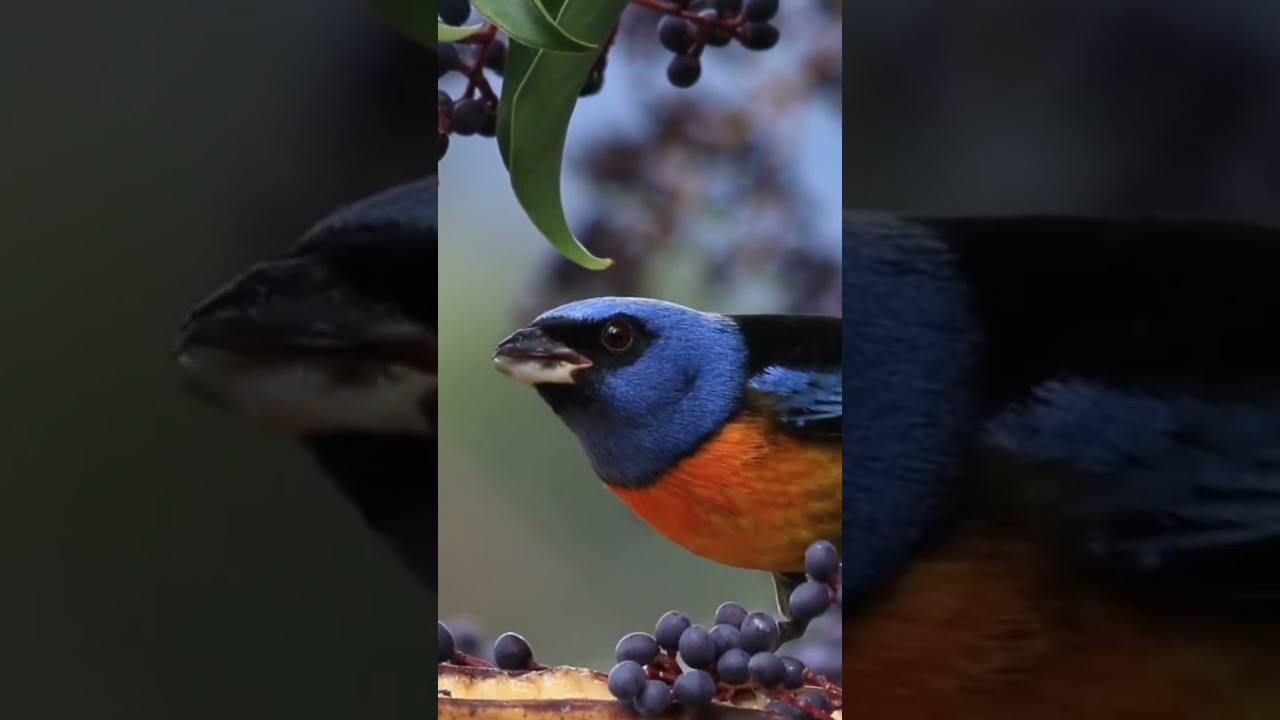 Colourful Bird Eating 