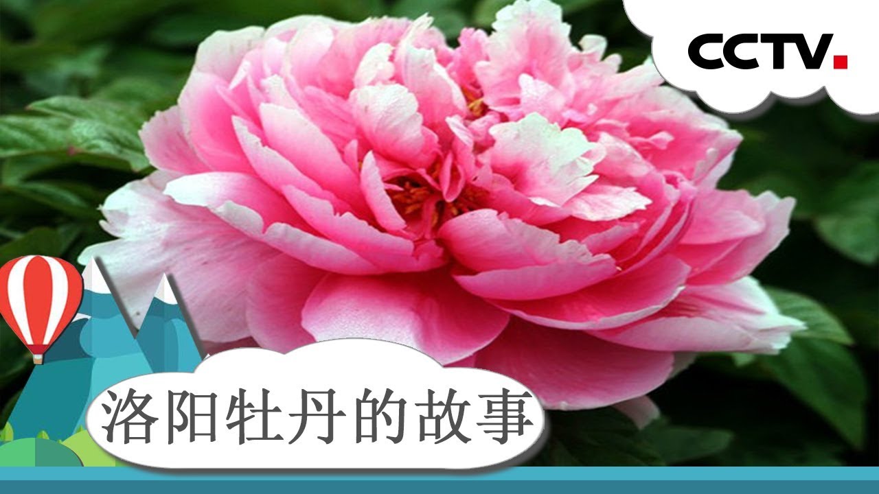 故事大会 洛阳牡丹的故事 牡丹仙子与大禹的爱情传说 Cctv少儿 Youtube