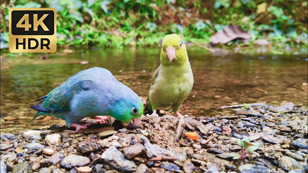 Relaxing Pacific Parrotlet Sounds by the River | 1 Hour of Birdsong & Flowing Water
