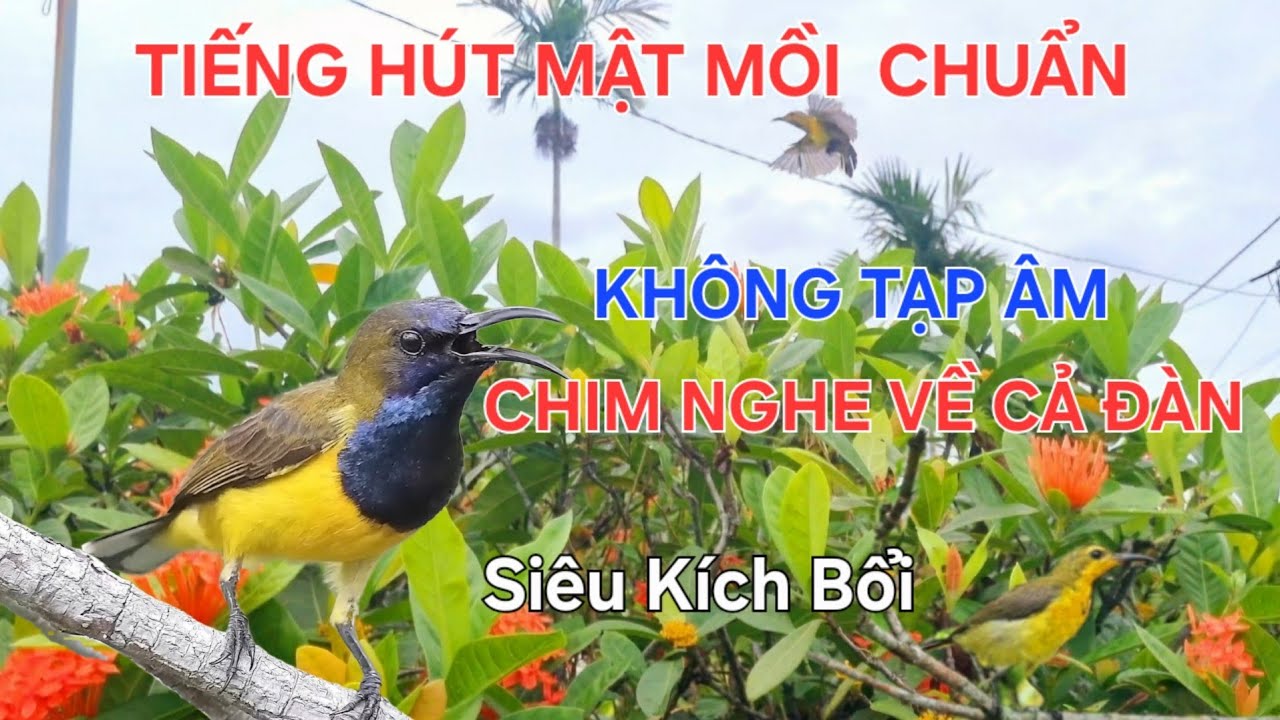 Tiếng chim Hút Mật 5 màu mồi chuẩn không tạp âm bật lên bổi về cả đàn không tạp âm/ Chim Hút Mật Huế