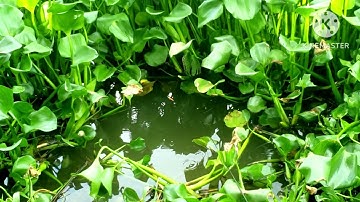 Câu cá rô đồng cá trê một ngày thất thủ @chuachactv