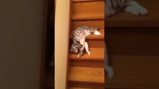 Lazy cat on the Stairs