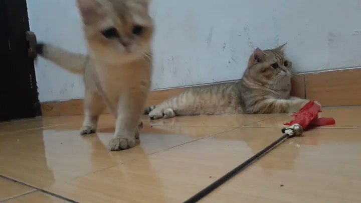 Video 10094221: british shorthair golden female, british shorthair male