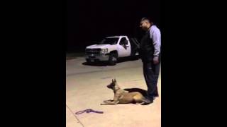 #stealthk9  Princess  working on control