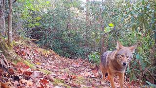 Whitetail deer spooked by eastern coyote couple