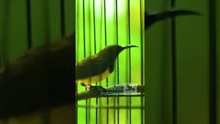 Download Lagu PANCINGAN SOGON MATERI CILILIN MP3