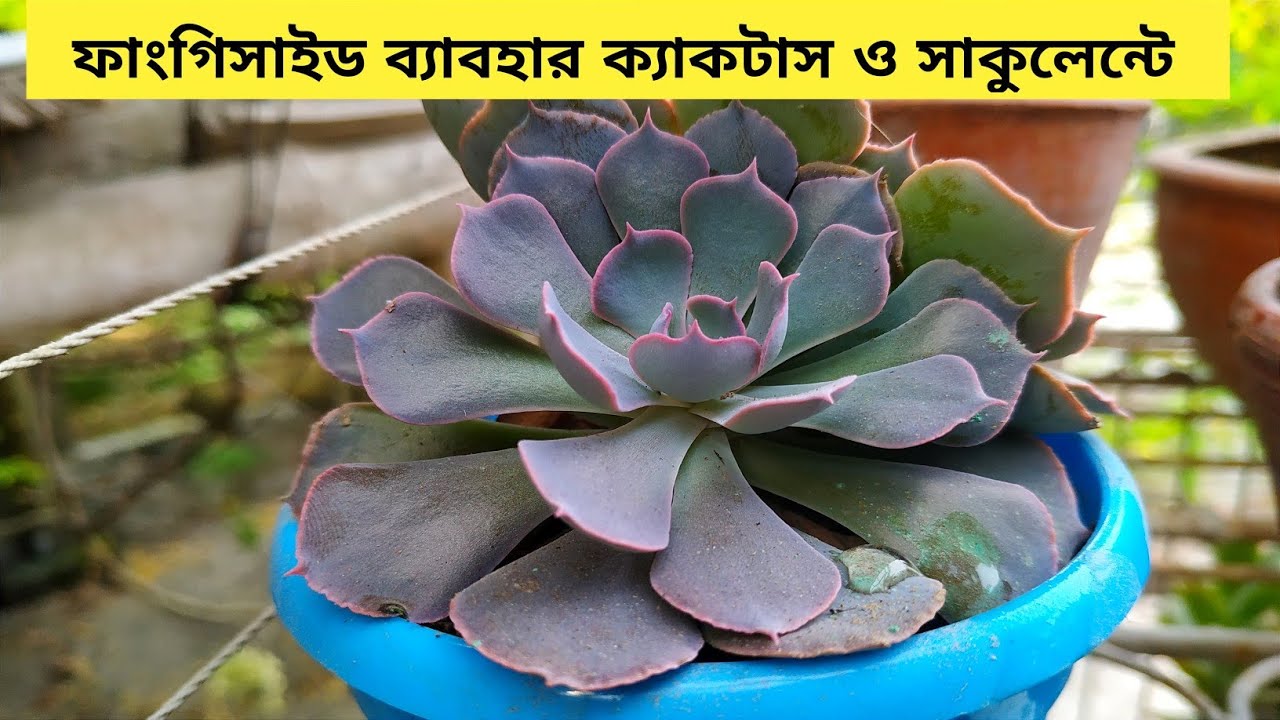 How to Use Fungicide on Succulents and Cactus