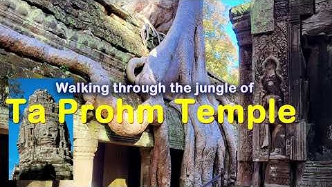 🇰🇭  Wandering through the jungle of Ta Prohm temple | Siem Reap | #meinwanderlust 