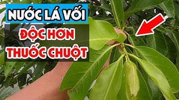 Tưởng LÁ VỐI Tốt Ai Ngờ Uống Theo Cách Này ĐỘC HƠN THUỐC CHUỘT, Đừng Uống Nếu Chưa Biết Điều Này