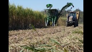 Sugarcane harvest going well, much lighter crop this year