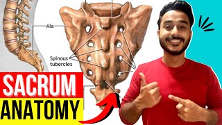 sacrum anatomy | anatomy of sacrum bone | sacrum features and attachments screenshot 2