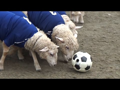 こひつじイレブン 鼻先でボール追う 五輪を盛り上げ Youtube