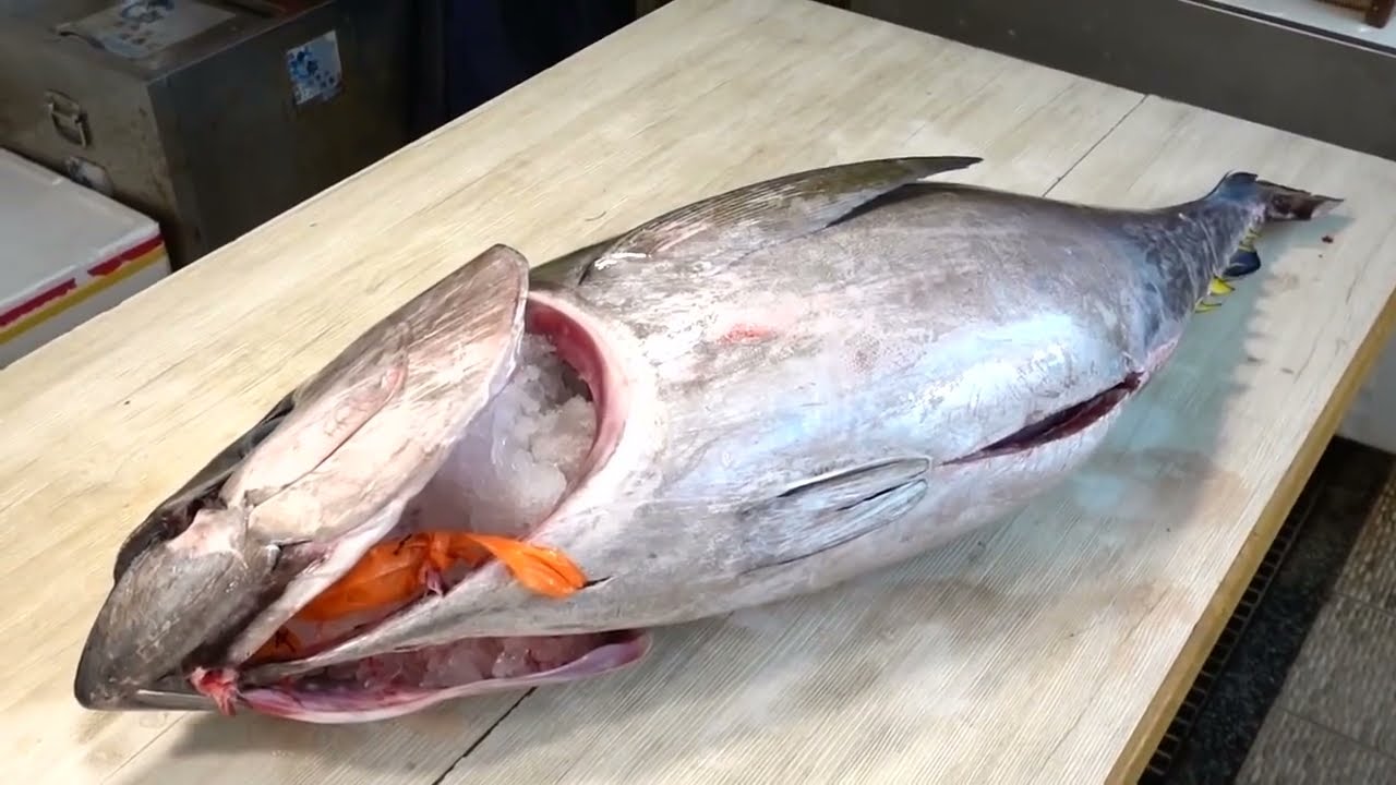 Keterampilan memotong ikan tuna sirip kuning - cara membuat potongan ikan sashimi