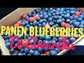 PETIK BLUEBERRIES DI MUSIM PANAS