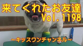 KiSSWann(キッスワン) 詳しくは⇒⇒⇒http://kisswann.com キッスワンは東...