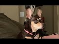 rivals with dog thumbnail