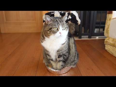 カップケーキなねこ２。 -Cats cupcake.-