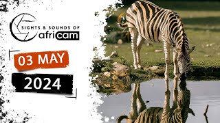 Sights and Sounds of Africam - 03 May 2024