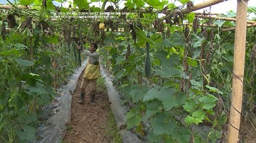 Hiệu quả từ tái cơ cấu sản xuất nông nghiệp ở Kỳ Sơn