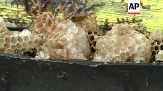 Beehive Thief Busted By Fresno Authorities
