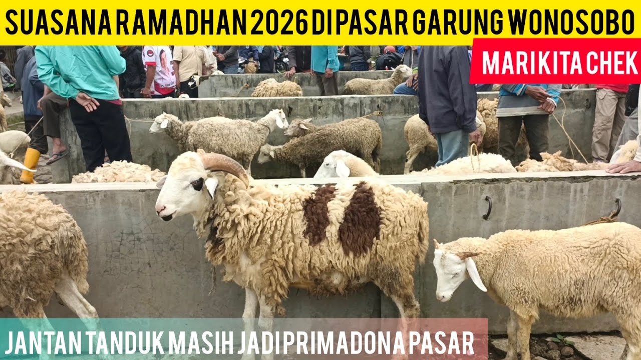 Обновленная информация о ценах на мясо мериносовой породы, козье мясо, овечье мясо и местный танд...