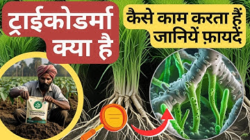 “Trichoderma क्या है? इसके फायदे और इस्तेमाल की सही जानकारी | जैविक खेती में चमत्कारी फंगस”