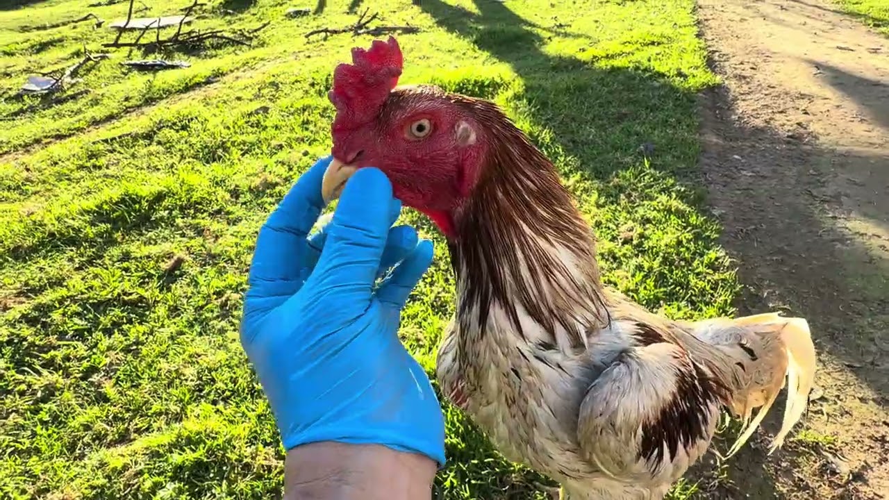 Mivnyuam qaib daug, txiv qaib, thiab tshuaj tua mob qaib. 