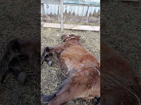 Видео: Бывают ли у лошадей везикулярный стоматит?