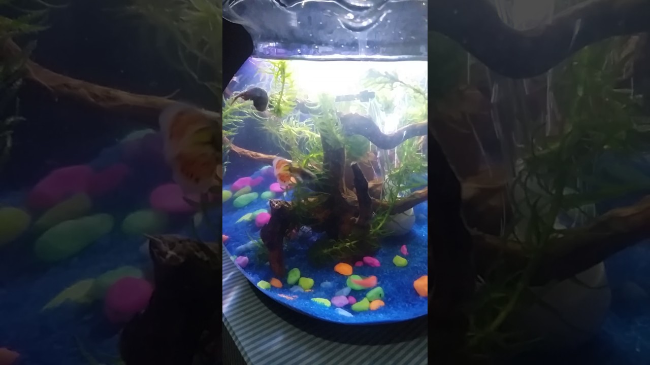 Aquarium bulat ikan guppy - YouTube