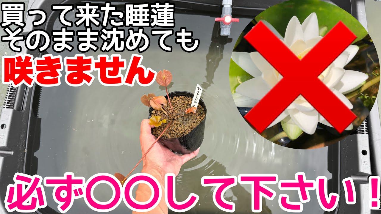 買った睡蓮そのまま沈めても咲きません！必ず○○して！お店で買っちゃ