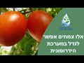 אילו צמחים אפשר לגדל במערכת הידרופונית