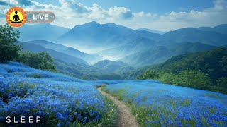 Relaxing Music 24/7, Stress Relief Music, Sleep Music, Meditation Music, Study, Calming Music