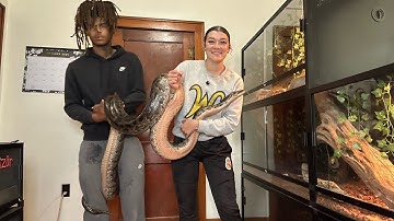 Snakes & Lizards feeding day 🐍🦎 PLUS SURPRISE ANIMAL👀 