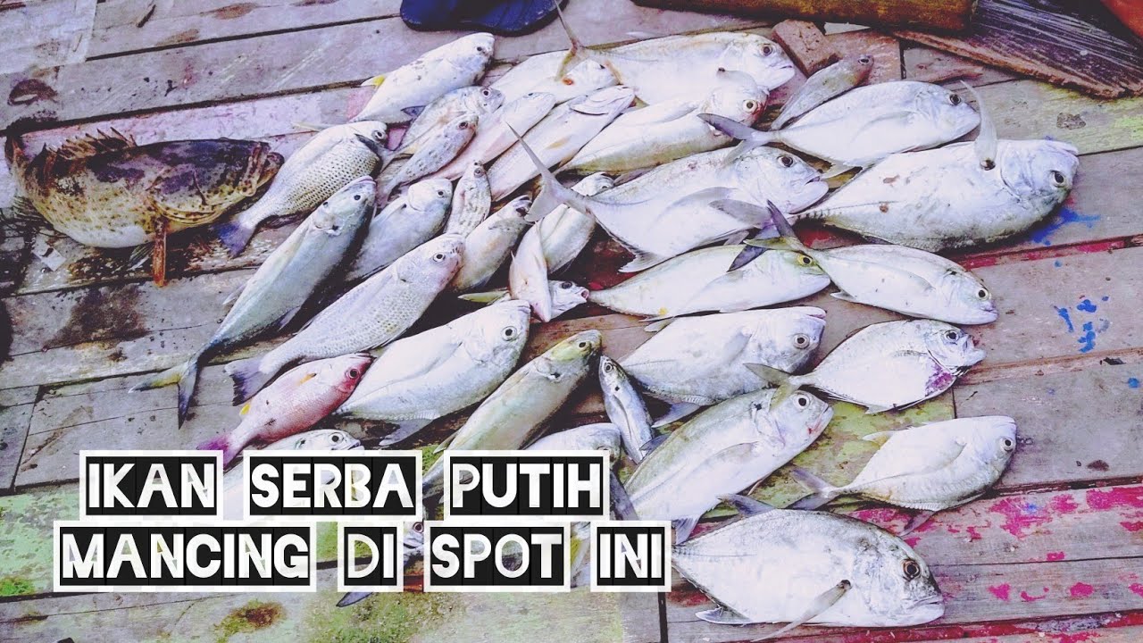 IKAN SERBA PUTIH MANCING DI SPOT INI STRIKE BERTUBI TUBI IKAN SERBA PUTIH MANCING DI SPOT INI STRIKE BERTUBI TUBI