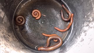 Millipede in rainy season. Millipede looking for food. #insectscambokh #insects