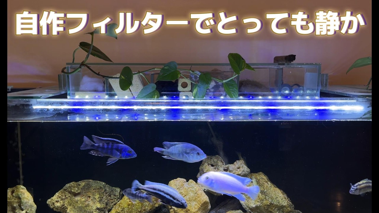 Broken Filter Disaster → Epic DIY Aquarium Upgrade - YouTube