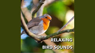 Download Lagu Beckoning Bird Recording