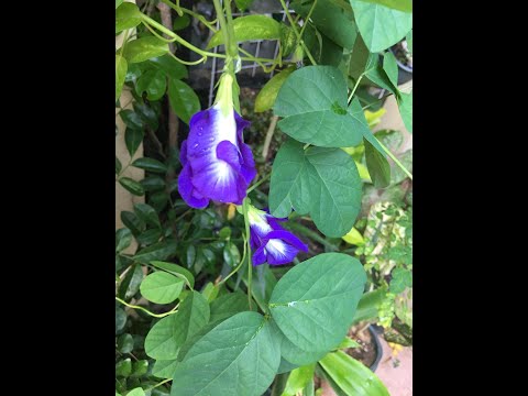 Vidéo: Le ternate bleu est-il une fleur ?