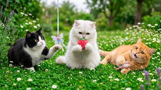 12 Hours Cat Piano Music ✨ Cat Calming Music 🐾 relaxing sounds for cats with soft piano 🎼 screenshot 4