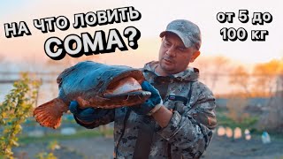 Поймал сома! На что ловить сома? Размер 40+