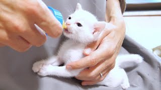 A white kitten drinks milk while moving its ears at high speed [Please watch with subtitles]