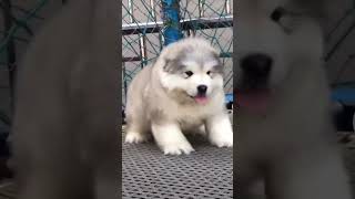 Cutest Alaskan Malamute Puppies In The World