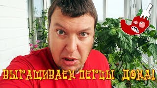 Как вырастить острый перец дома? # 21 - На перцы напала тля! Как вырастить острый перец дома? # 21 - На перцы напала тля!