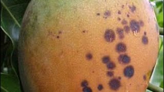 Black Marks on Your Mango!  Eat or Trash  Dr. Mandell