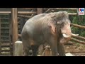 ഒൻപത് പേരുടെ ജീവനെടുത്ത പീലാണ്ടിക്ക് പുതുജീവൻ | elephant | peelandi Kodanad